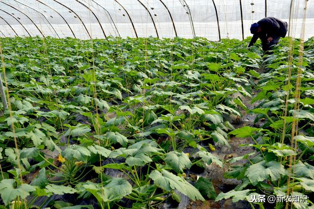 简单通俗易懂的蔬菜大棚种植：反季节栽培技术要点，一学就会