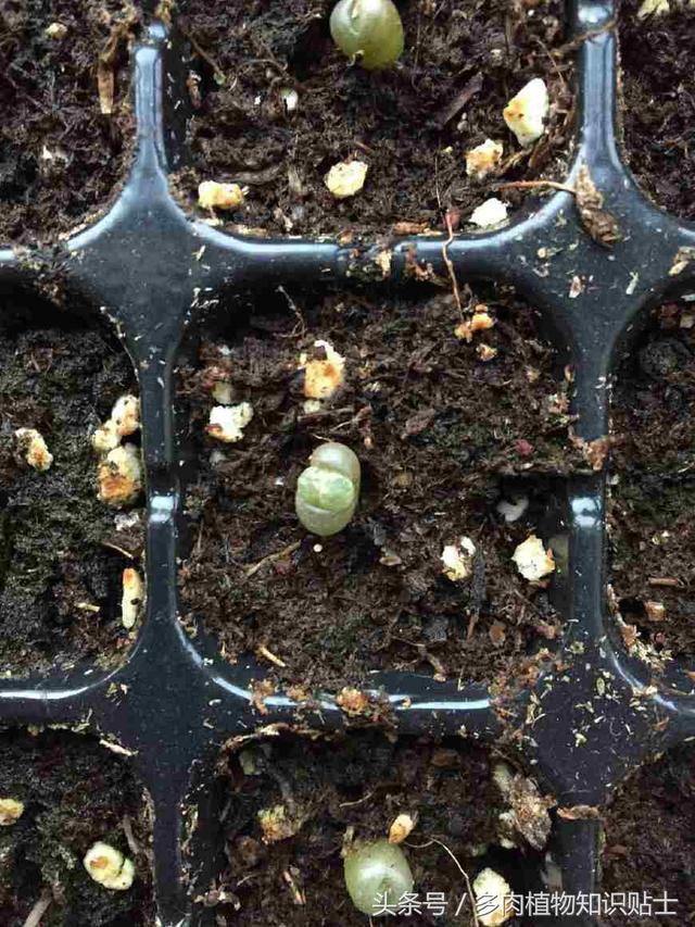 多肉植物播种简单教程，和我一步一步玩转种子