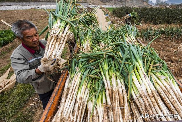 怎样让大葱的葱白更粗更长、产量品质更好？告诉你9个种植技巧