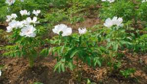 油牡丹种植效益分析(油用牡丹种植投入成本及利润分析)