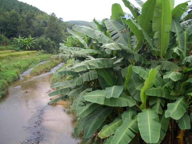 芭蕉种植技术须知 芭蕉的种植管理方法