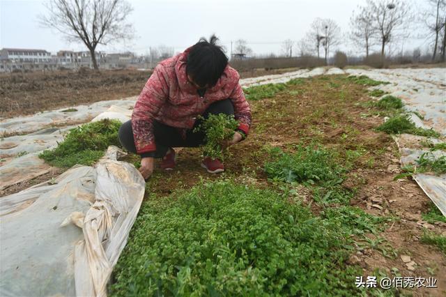 中药材白芷除草技术，农民朋友掌握2个技巧，省力还省钱