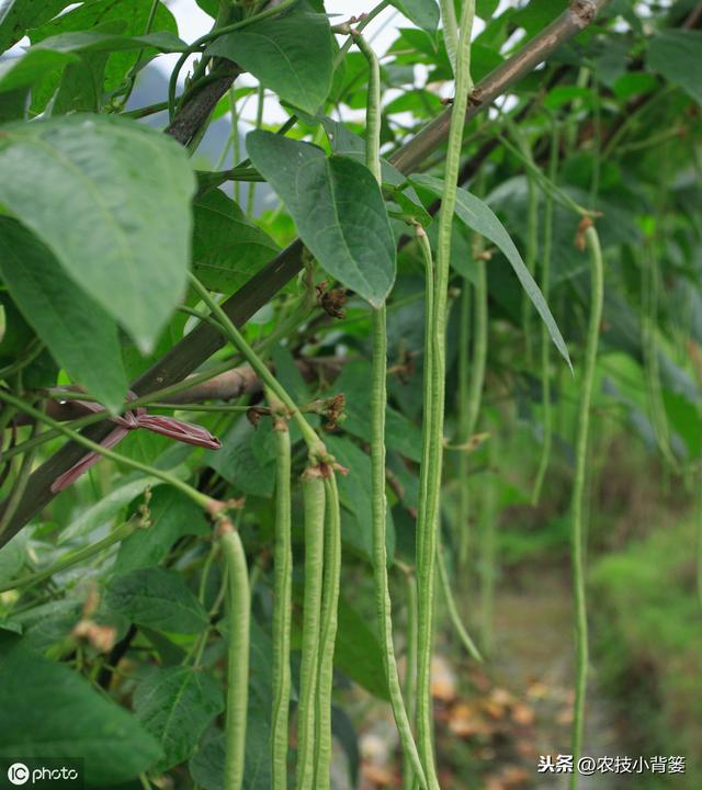 八九月份秋豆角种植正当时，用好这9招，豆角一茬一茬收不完