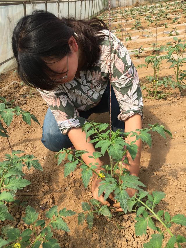 详细介绍大棚番茄植株调整方法，吊蔓、打杈、打顶、打叶