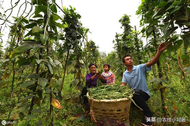 八九月份秋豆角种植正当时，用好这9招，豆角一茬一茬收不完