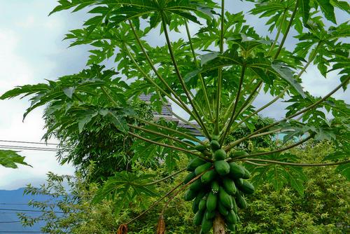 木瓜的种植技巧：投以木瓜，报以高产