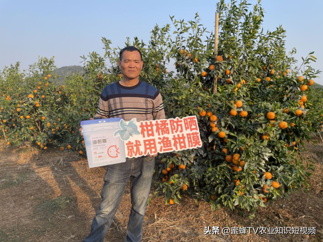 高温来袭，一招教你如何预防太阳果