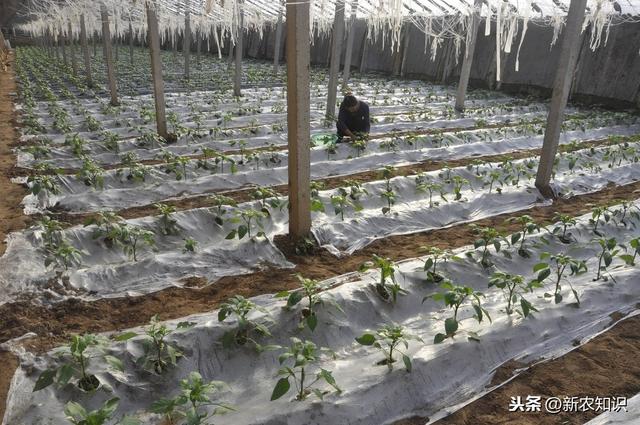 简单通俗易懂的蔬菜大棚种植：反季节栽培技术要点，一学就会