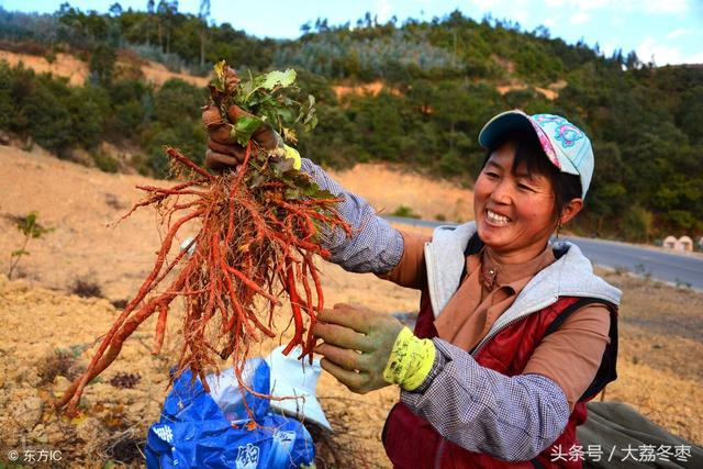 药用种植类——丹参人工栽培