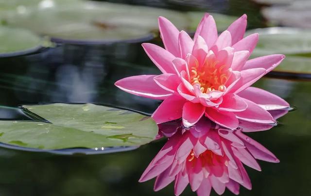 “水中女神”睡莲的生长期档案，在最恰当的时机栽种与收获