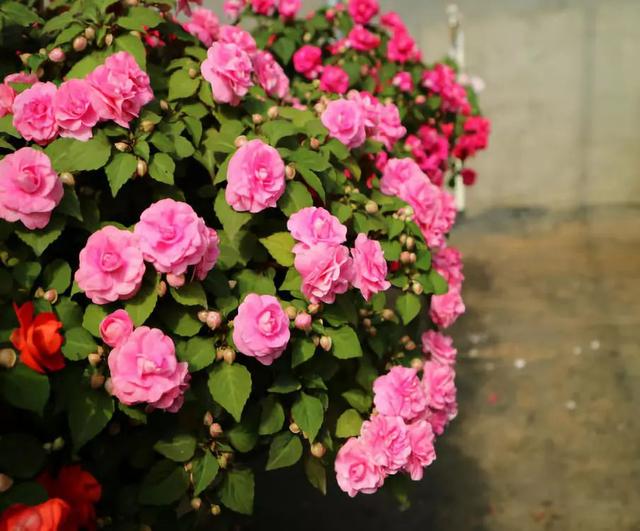 非洲凤仙花，花开美过月季，一年四季有花开，轻松养爆盆