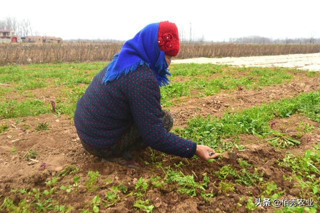 中药材白芷除草技术，农民朋友掌握2个技巧，省力还省钱