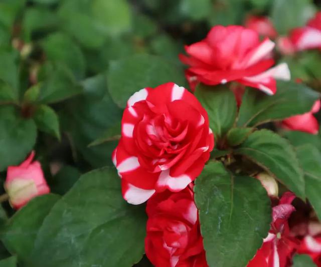 非洲凤仙花，花开美过月季，一年四季有花开，轻松养爆盆