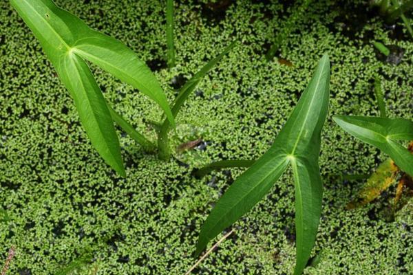 慈姑种子能种吗？ 慈姑种植技术