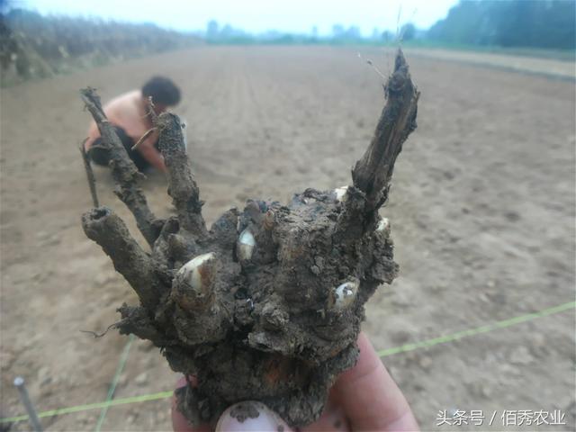 中药材芍药行情下跌，农村人依然看好前景，最全的种植技术送给你