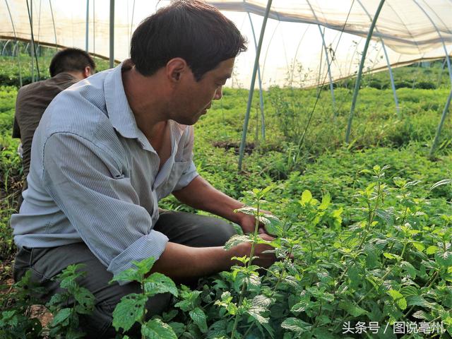 农民种植薄荷一年纯收入4万元！村民笑称：薄荷叶当成蔬菜卖