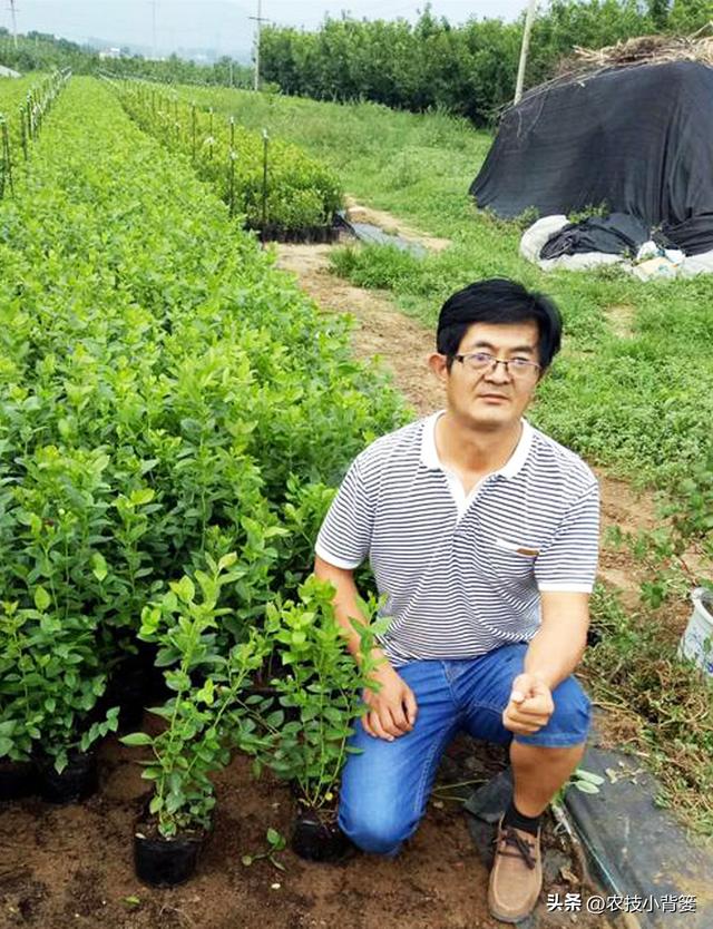 种植健壮高产蓝莓，怎样选苗、选地、改土、调酸？怎样科学定植？