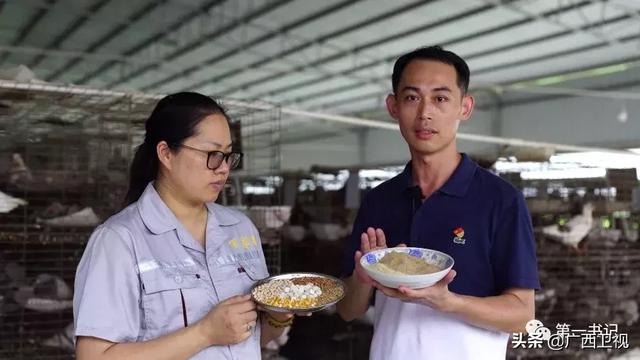 用茯苓中药养肉鸽，没吃算你亏了