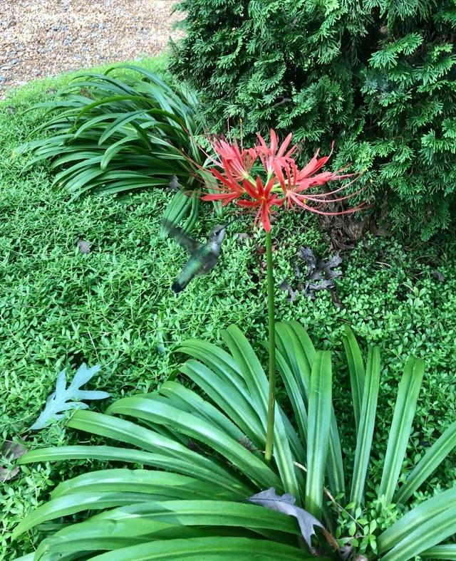 常被用作景观植物的红花石蒜，想让它开花，需满足几个条件