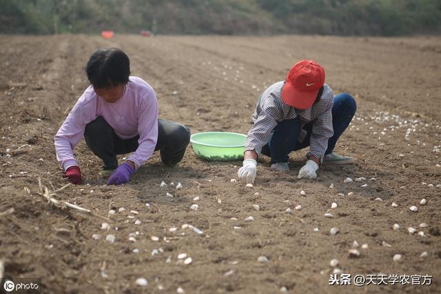 怎样种出独头率高、个头大的独头蒜？秘诀藏在播种时间里