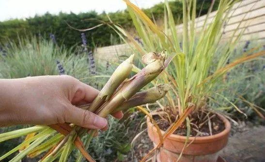 在家里养几盆香茅盆栽，有很多害虫就会远离