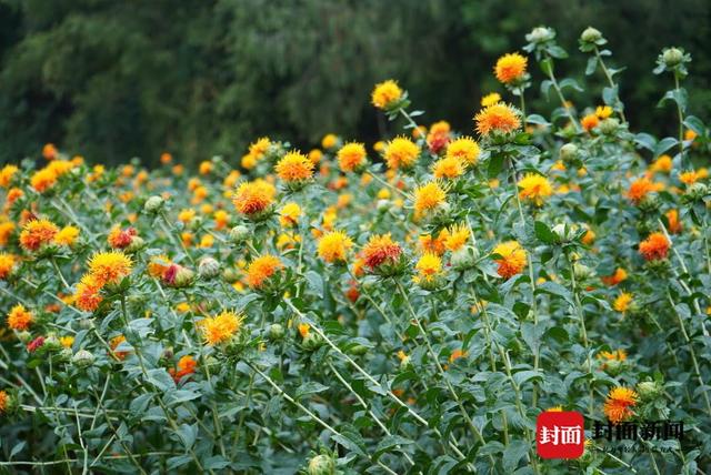 350余亩川红花绽放 成都简阳打造四川最大规模种植基地