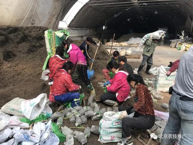 春季食用菌系列——茶树菇栽培管理技术