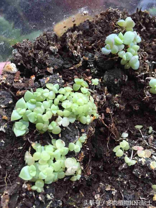 多肉植物播种简单教程，和我一步一步玩转种子