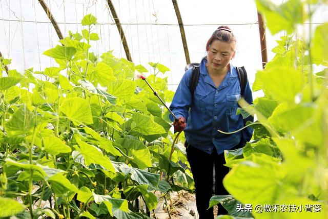 秋季大棚蔬菜高产种植有技巧，棚内5条管理事项要抓好