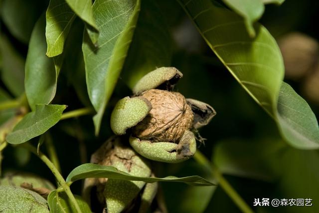 薄壳山核桃良种“金华”在湖南的引种、繁育及栽培技术，建议收藏