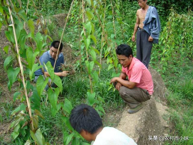 紫山药怎么进行种植?紫山药种植技术