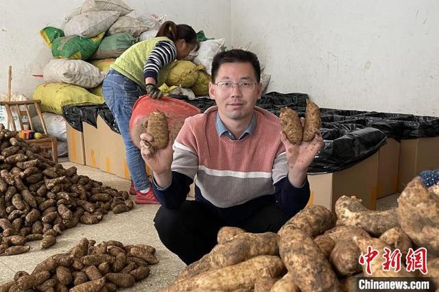 三峡“上漂”青年返乡种天麻 带着乡亲奔富路