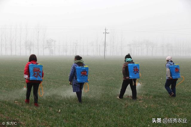 中药材白芷除草技术，农民朋友掌握2个技巧，省力还省钱