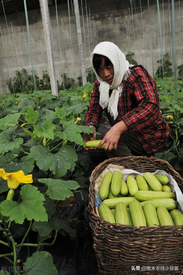 秋季大棚蔬菜高产种植有技巧，棚内5条管理事项要抓好