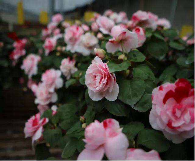 非洲凤仙花，花开美过月季，一年四季有花开，轻松养爆盆