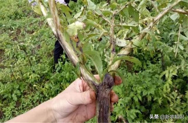 关于魔芋的种植技术，需要关注的几点，保证你高产