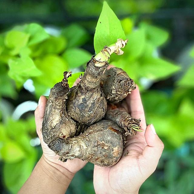 常被用作景观植物的红花石蒜，想让它开花，需满足几个条件