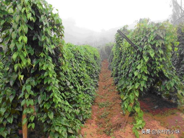 紫山药怎么进行种植?紫山药种植技术