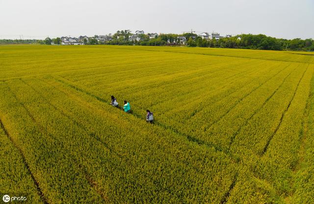 想承包100亩地搞种植，需要注意这8个关键问题 ，不要盲目流转