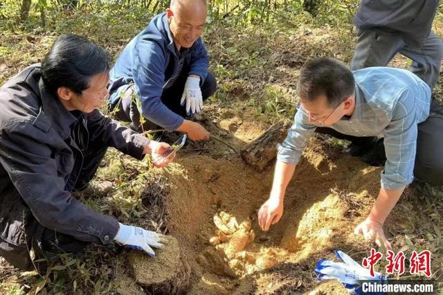 三峡“上漂”青年返乡种天麻 带着乡亲奔富路