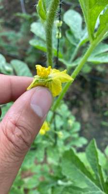 西瓜吊瓜种植(小吊瓜人工授粉过程图解)