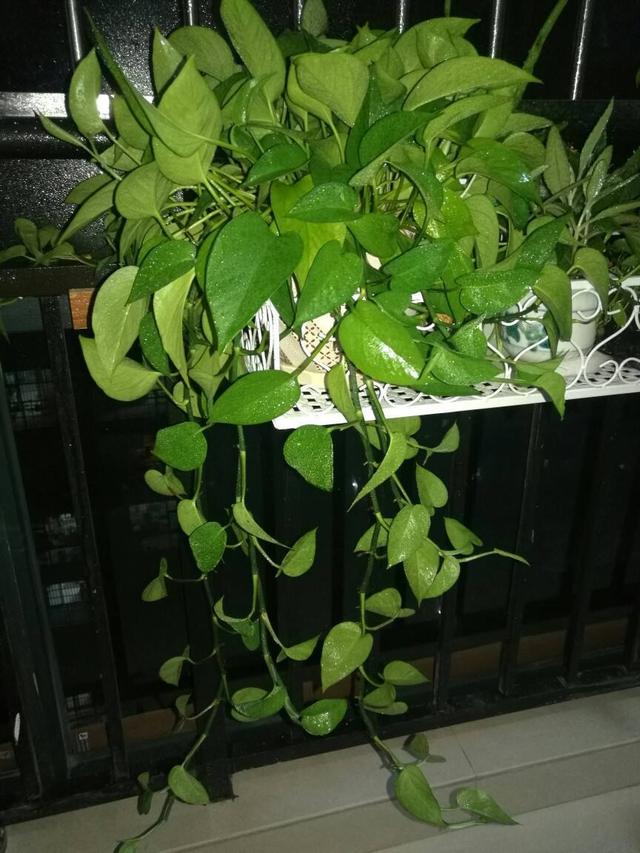 这三种植物，用鱼缸来养，越养越茂盛