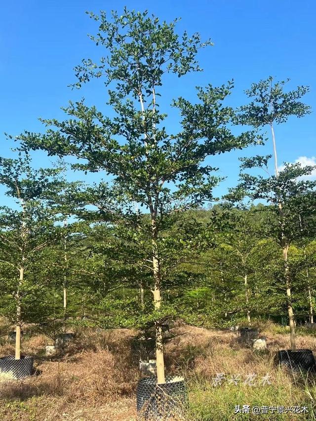 广东小叶榄仁树基地,小叶榄仁树苗,小叶榄仁树价格