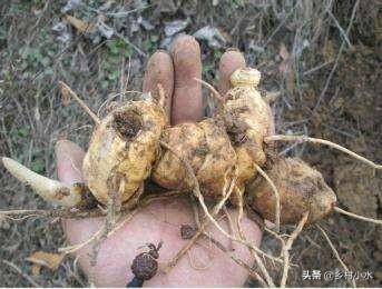 黄精被称为“仙人植物”，能抗衰老，能长生，你知道怎么种植吗？