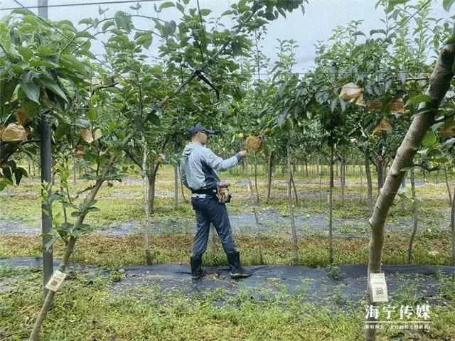 浙大博士在海宁农村13年守一片果园，当红的这水果藏着秘密