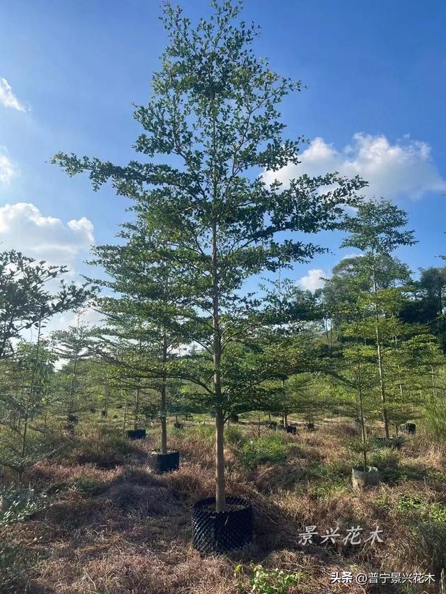 广东小叶榄仁树基地,小叶榄仁树苗,小叶榄仁树价格