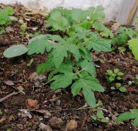 阳台种小番茄，1个播种“小技巧”，发芽快长势快，果子一串串