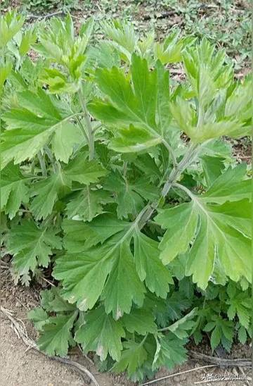 艾草的生长习性、作用及种植技术介绍