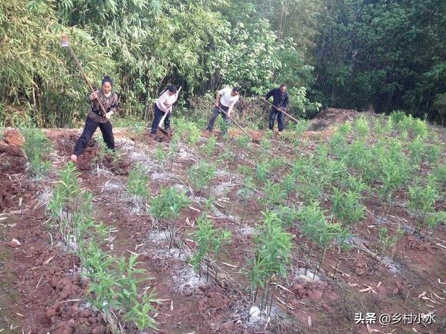 黄精被称为“仙人植物”，能抗衰老，能长生，你知道怎么种植吗？