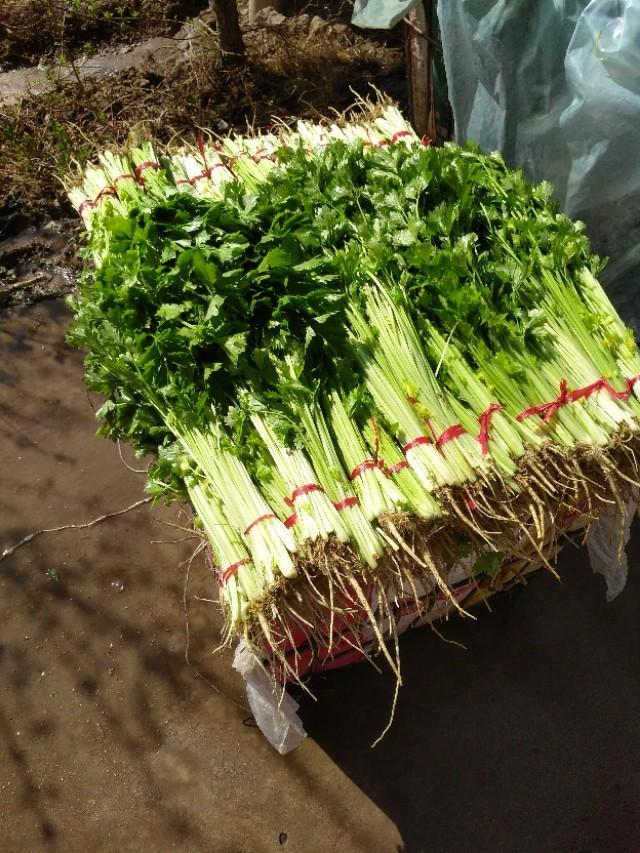 春季冷棚毛芹菜种植｜种一茬收两茬，菜农乐开花